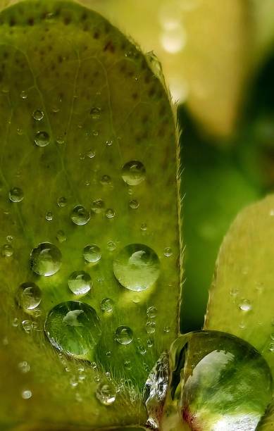 istock Wet green garden 1472345352