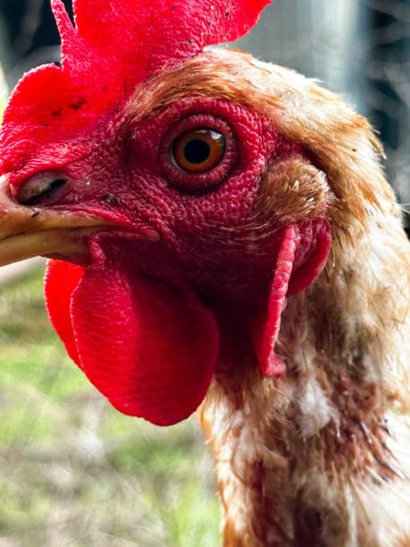 istock Rooster | Rooster Closeup | Rooster Eye 1472345417
