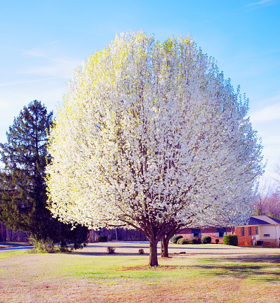 Bradford Pear Trees in Bloom in Virginia, USA