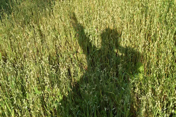 Photo of silhouette of a man, the shadow on the grass, a field of wheat