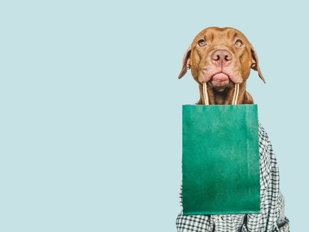 istock Lovable, pretty puppy holding a shopping bag 1472351598