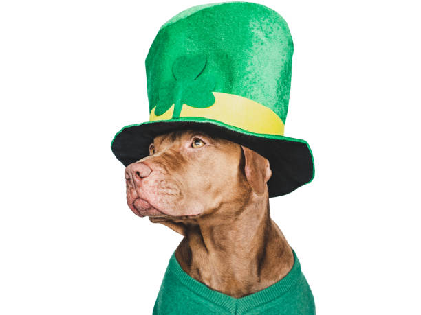 istock Puppy and a bright green leprechaun hat 1472351642