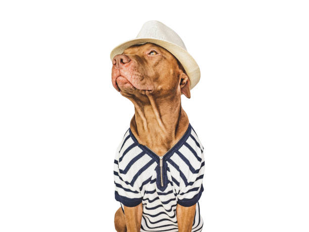 istock Lovable brown puppy and a white sun hat 1472351839