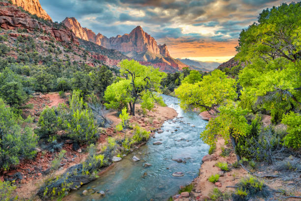 The Watchman Zion National Park Utah USA Sunset The Watchman and the North Fork Virgin River in Zion National Park, Utah, USA at sunset. zion river stock pictures, royalty-free photos & images