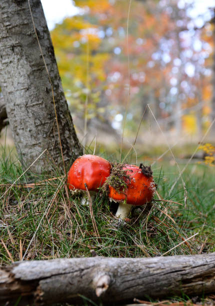 istock Amanita muscaria 1472352831