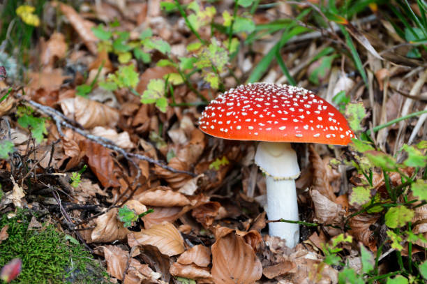 istock Amanita muscaria 1472352834
