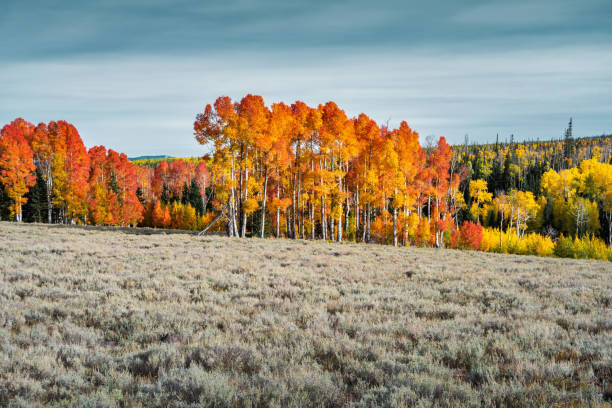 Colorful aspen trees in Cedar Breaks National Monument in Utah, USA.