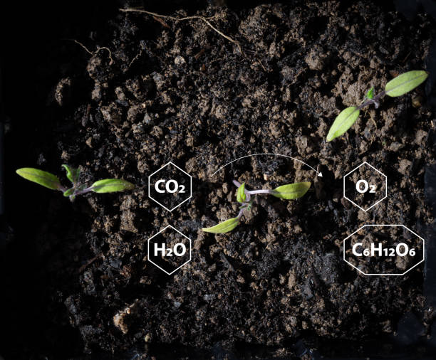 istock Green sprout growing from the ground 1472353628