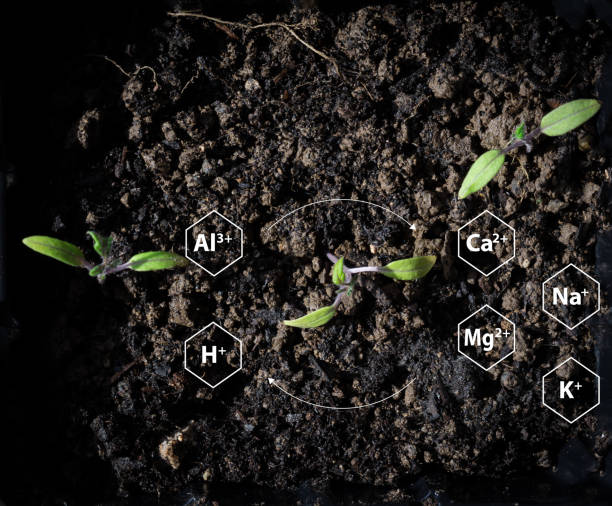 istock Growing plants on soil with chemical formulas of elements and arows pointing electrical charges exchange 1472353646