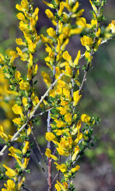 istock Chamaecytisus ruthenicus blooms in the wild 1472353655