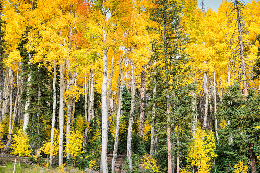 Colorful aspen trees in Cedar Breaks National Monument in Utah, USA.