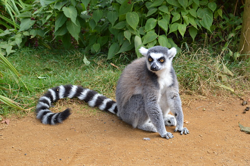 Close Up Head of a Lemur