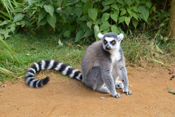Ring tailed lemur Ring tailed lemur lemur catta stock pictures, royalty-free photos & images