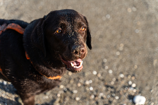 Portrait view of the young happy browm retriever looking at the camera while walking on the beach during the summer. Stock photo