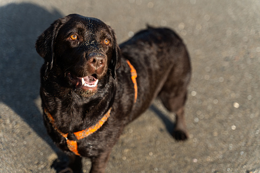 Young happy browm retriever looking at the camera while walking on the beach during the summer. Stock photo