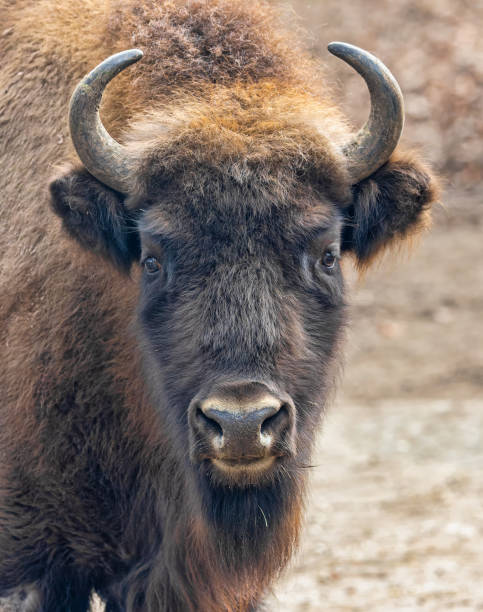 close up frontal de um bisão europeu (bos bonasus) - bisonte europeu - fotografias e filmes do acervo