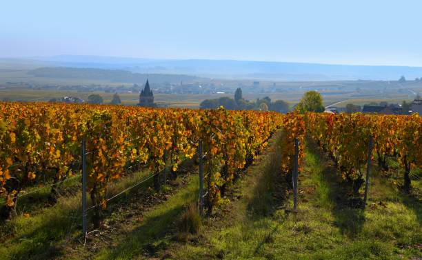 istock Vineyard in Champagne, France 1472361252