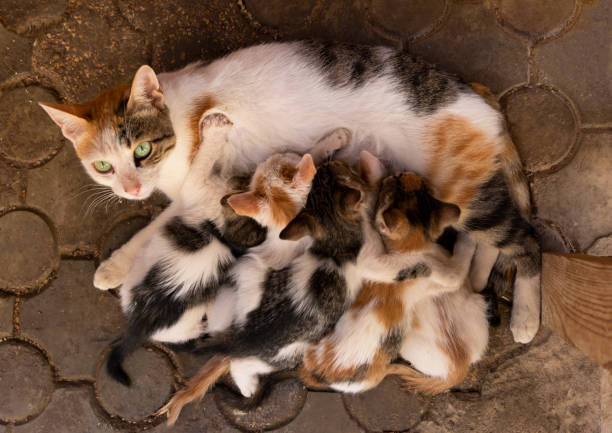 istock street cat breastfeeding her newborn kittens . 1472362585