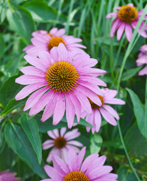 istock echinacea Purpurea blooming garden 1472363038
