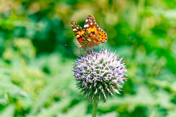 istock The butterflies' collect  nectar and pollen from flowers. 1472364065