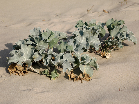 Crambe maritima or seakale in the dunes at Berck of the baie de Somme in France, this is a species of halophytic (salt-tolerant) flowering plant in the genus Crambe of the family Brassicaceae. It grows wild along the
 coasts of mainland Europe and the British Isles