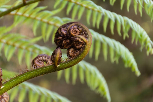 istock New Zealand Silver Fern 1472366305