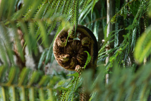 Close up of an unfurling New Zealand silver fern frond (Koru)