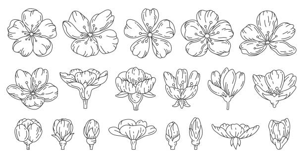 ilustrações, clipart, desenhos animados e ícones de sakura flor de cerejeira flor doodle linha preta conjunto - cherry blossom flower head spring flower