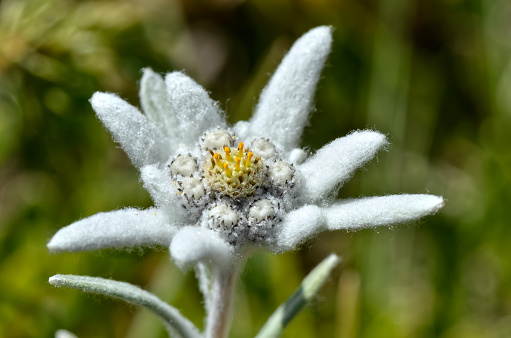 Macro of edelweiss flower (Leontopodium alpinum) in the French Alps at La Plagne, Savoie department.