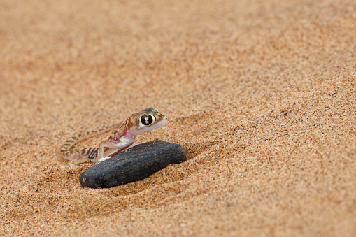 a gecko lives in sand in western Namibia