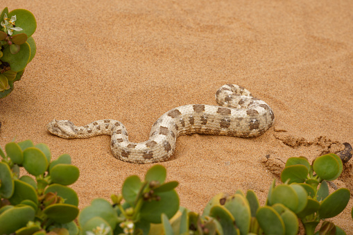 Close up of young Southern Pacific Rattlesnake  (Crotalus helleri) coiled in the middle of a paved road, Angles National Forest, Los Angeles county, California