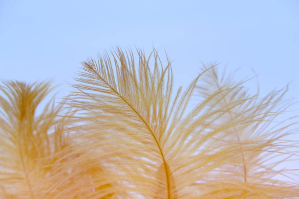 yellow fluffy ostrich feather background, delicate luxury texture for designer, text mockup, cards. Smooth elegant texture can use as background, concept lightness, weightlessness, Retro style