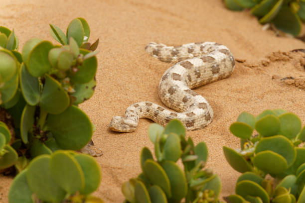 istock Horned Adder and Sidewinder Rattlesnake 1472370117