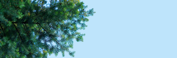 green branches of spruce, evergreen coniferous plant, ornamental tree care, natural park for lovers of tourism, concept of recreation, beauty of nature, wallpapers, panoramic banner