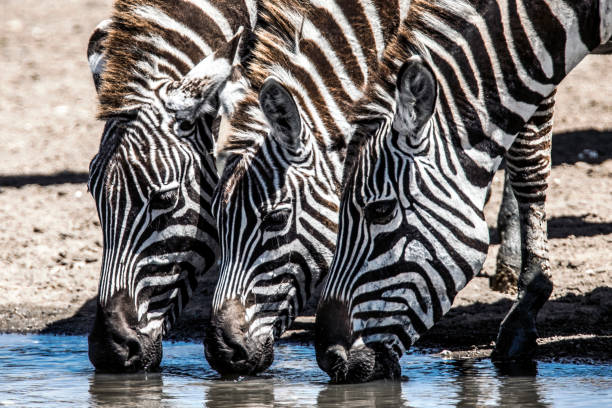 Three Zebras at Water Hole Zebras getting drink of water at a water hole, Lake Nakuru National Park in the country of Kenya in Africa. lake nakuru national park stock pictures, royalty-free photos & images