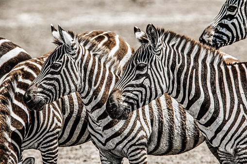 Pair of zebras with other zebras in the background, near a watering hole at the Lake Nakuru National Park in the African country of Kenya in mid September.