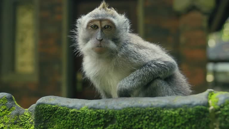 Curious Macaque monkey looking at the camera