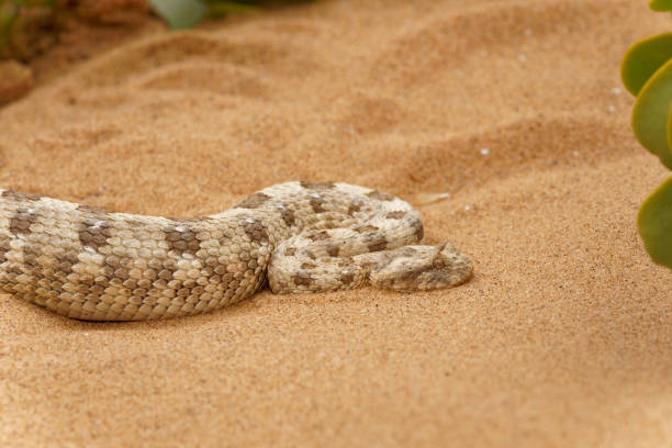 istock Horned Adder and Sidewinder Rattlesnake 1472372363