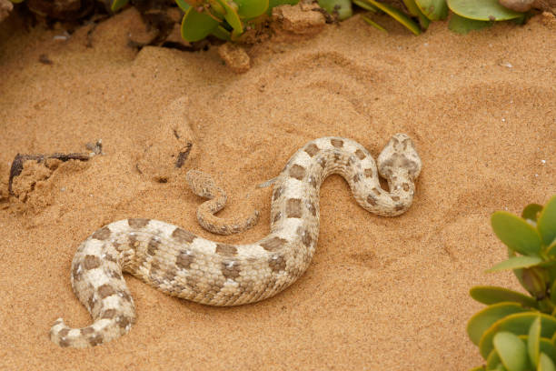 istock Horned Adder and Sidewinder Rattlesnake 1472372739