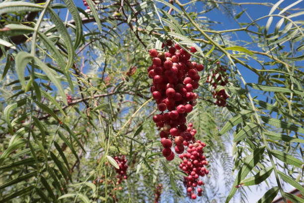 frutti rosa sull'albero shinus morbido, pepe peruviano, spezie - pink peppercorn foto e immagini stock