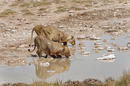 Lions drink at a waterhole in Southern Africa