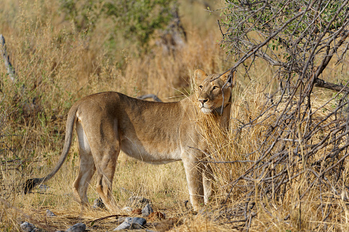 Puma or Cougar in Patagonia  - Puma concolor
