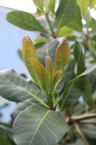 istock View of leaves of a tree 1472374628