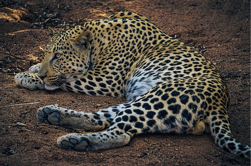 A leopard lies in a dry riverbed in the late afternoon. Wild animals in nature