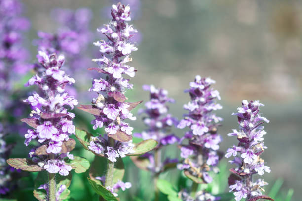 las flores púrpuras de ajuga reptans crecen en el campo soleado de verano. crecimiento de flores silvestres violetas bugleweed en jardín, enfoque selectivo - ajuga fotografías e imágenes de stock