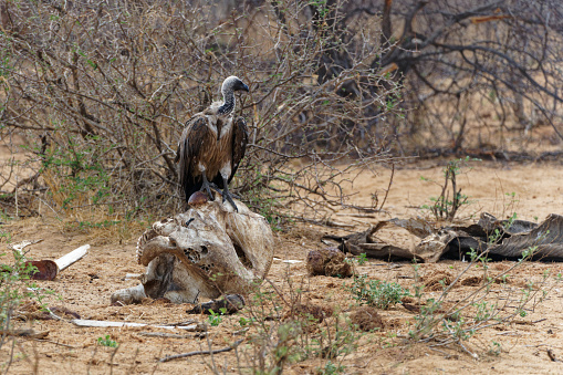 a Vulture sits on an Elephant skull in southern Africa