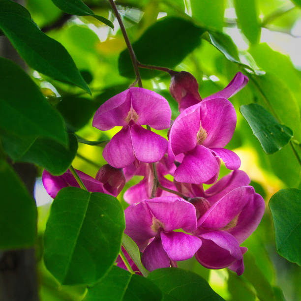 Wisteria plant