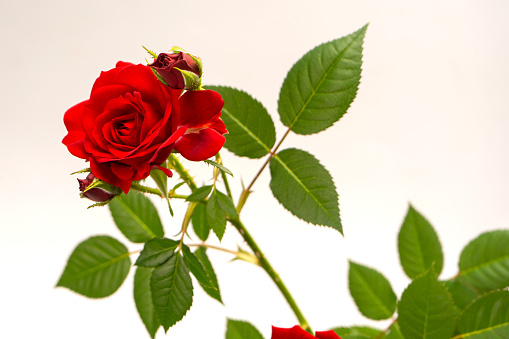 A red rose with green leaves against a white background