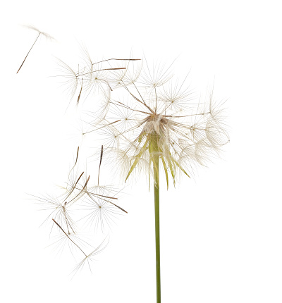 Dandelion on which the wind blows isolated on a white background.