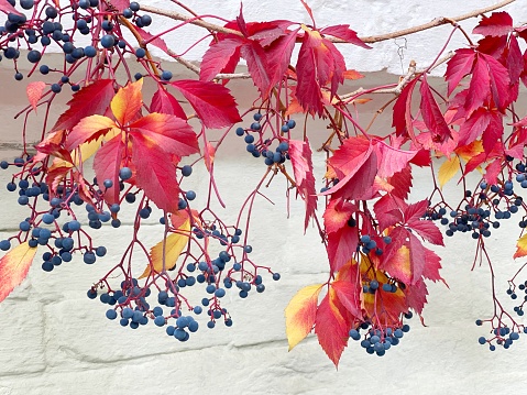 Red autumn leaves and blue berries vine creeper parthenocissus ivy on white wall.